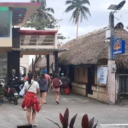Donsol Whale Shark Interaction - Albay
