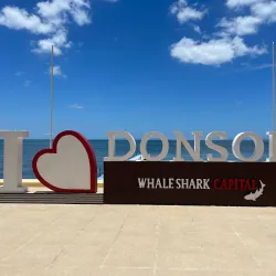 Donsol Whale Shark Interaction - Albay