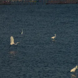 Bacoor River Park - Bacoor