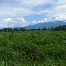 Bago City Public Market - Bago