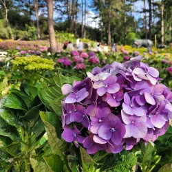 Baguio Botanical Garden - Baguio