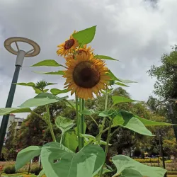 Burnham Park - Baguio
