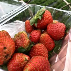 La Trinidad Strawberry Farm - Baguio