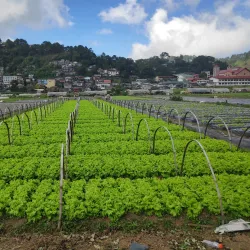 La Trinidad Strawberry Farm - Baguio