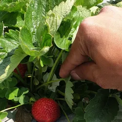 La Trinidad Strawberry Farm - Baguio