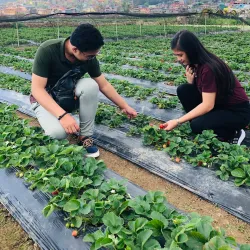 La Trinidad Strawberry Farm - Baguio