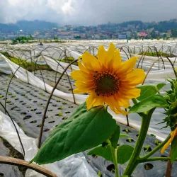 La Trinidad Strawberry Farm - Baguio