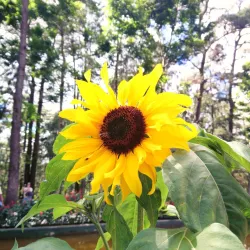 Wright Park - Baguio