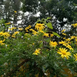 Wright Park - Baguio