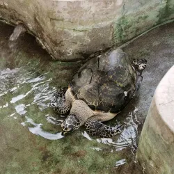 Pawikan Conservation Center - Bataan