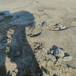 Pawikan Conservation Center - Bataan