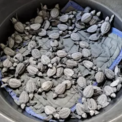 Pawikan Conservation Center - Bataan