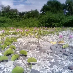 Malabrigo Point Lighthouse - Batangas