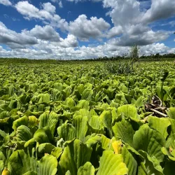 Agusan Marsh Wildlife Sanctuary - Bislig City