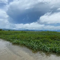 Agusan Marsh Wildlife Sanctuary - Bislig City