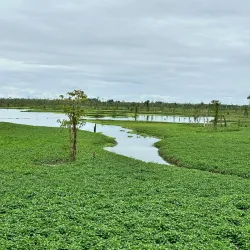 Agusan Marsh Wildlife Sanctuary - Bislig City