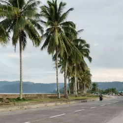 Bislig Mangrove Forest - Bislig City