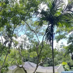 Philippine Tarsier Sanctuary - Bohol