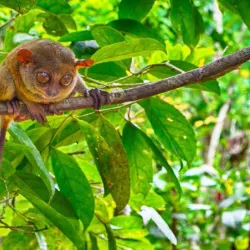 Philippine Tarsier Sanctuary - Bohol