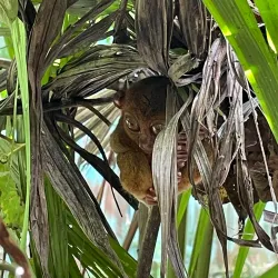 Philippine Tarsier Sanctuary - Bohol