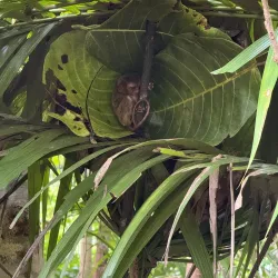 Philippine Tarsier Sanctuary - Bohol