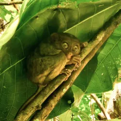 Philippine Tarsier Sanctuary - Bohol