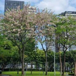 Track 30th - Bonifacio Global City