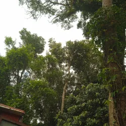 Treetop Adventure Park - Bonifacio Global City