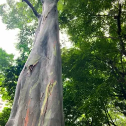 Washington SyCip Park - Bonifacio Global City