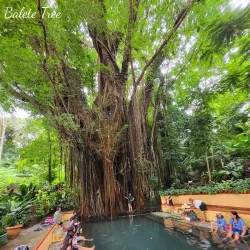 Balete Tree of Borongan - Borongan City