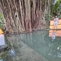 Balete Tree of Borongan - Borongan City