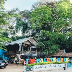Balete Tree of Borongan - Borongan City