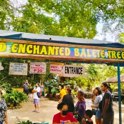 Balete Tree of Borongan - Borongan City
