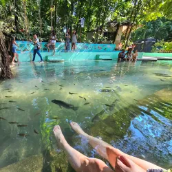 Balete Tree of Borongan - Borongan City