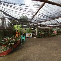 Agricultural Farms and Plantations - Candelaria