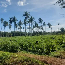 Barangay San Isidro - Candelaria