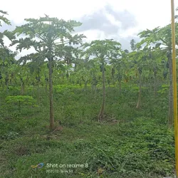 Barangay San Isidro - Candelaria