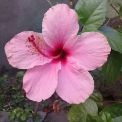 Local Festivals - Candelaria Town Fiesta - Candelaria