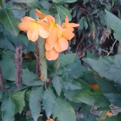 Local Festivals - Candelaria Town Fiesta - Candelaria