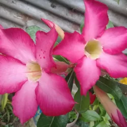 Local Festivals - Candelaria Town Fiesta - Candelaria