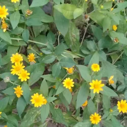 Local Handicraft Markets - Candelaria