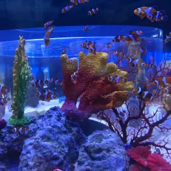 Cebu Ocean Park - Cebu