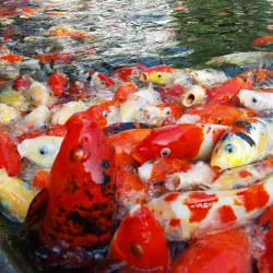 Davao Crocodile Park - Davao