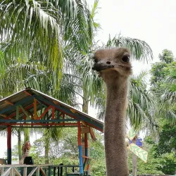 Davao Crocodile Park - Davao
