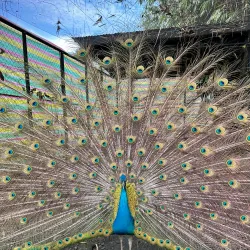 Davao Crocodile Park - Davao