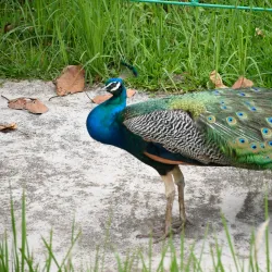 Eden Nature Park and Resort - Davao