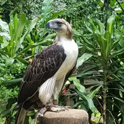 Philippine Eagle Center - Davao