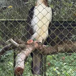 Philippine Eagle Center - Davao