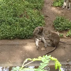 Philippine Eagle Center - Davao