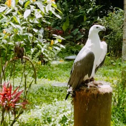 Philippine Eagle Center - Davao